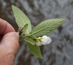 Bowkeria verticillata