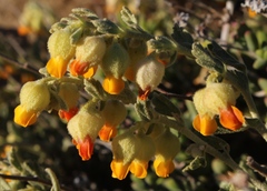 Hermannia johanssenii