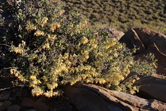 Hermannia johanssenii