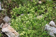 Galium noricum