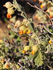 Hermannia johanssenii