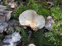 Pleurotus ostreatus