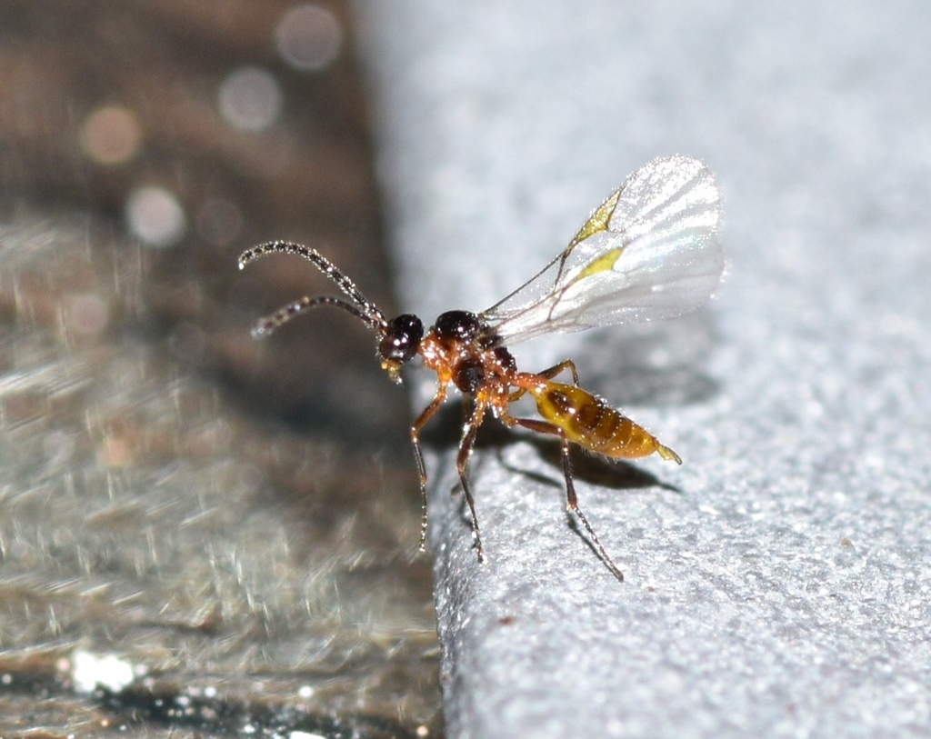Monoctonina