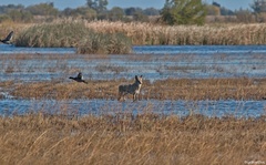 Canis latrans ochropus