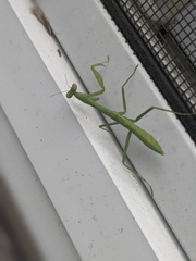 Mantidae