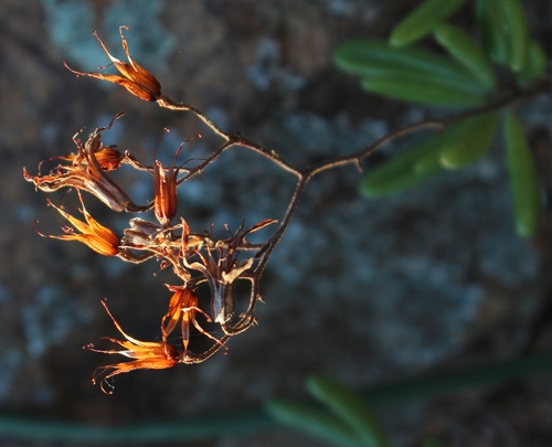 Tylecodon striatus