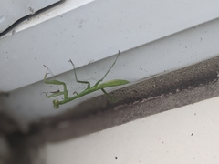 Mantidae