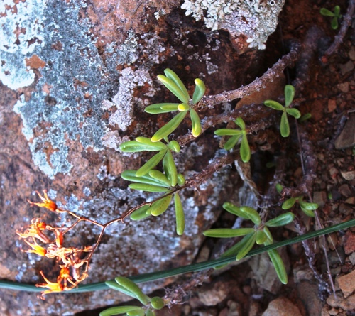 Tylecodon striatus