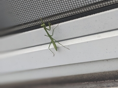 Mantidae
