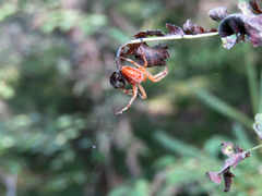 Araneus diadematus