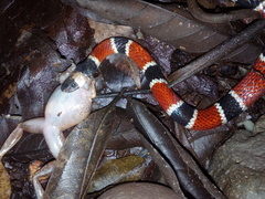 Pliocercus elapoides