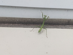Mantidae