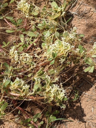 Image of Cuscuta umbellata by (c) Dominic Gentilcore, some rights reserved (CC BY)