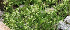 Galium noricum