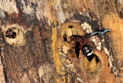Anterhynchium grayi