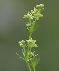 Galium noricum