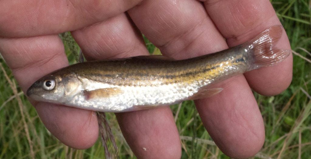 Border Barb