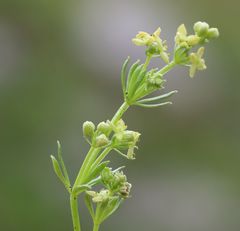 Galium noricum