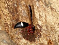 Anterhynchium grayi