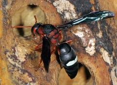 Anterhynchium grayi