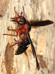 Anterhynchium grayi