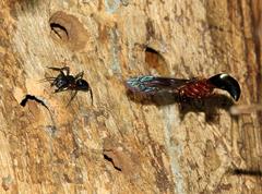 Anterhynchium grayi