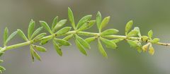 Galium noricum