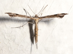 Stenoptilia coloradensis