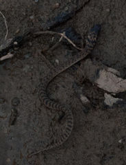 Hemachatus haemachatus