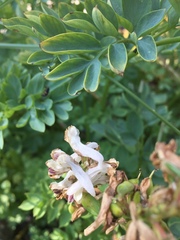Corydalis caseana caseana