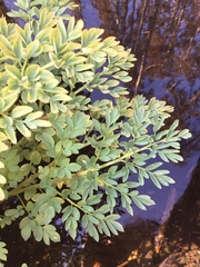 Corydalis caseana caseana