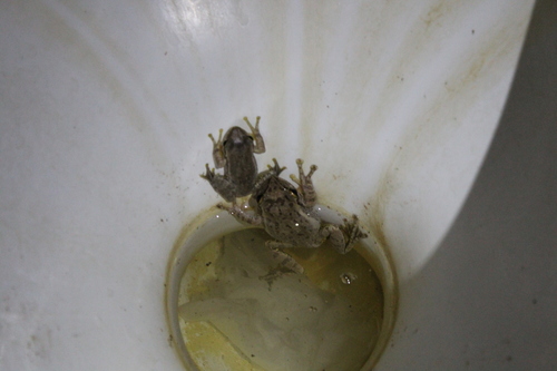 Boophis doulioti