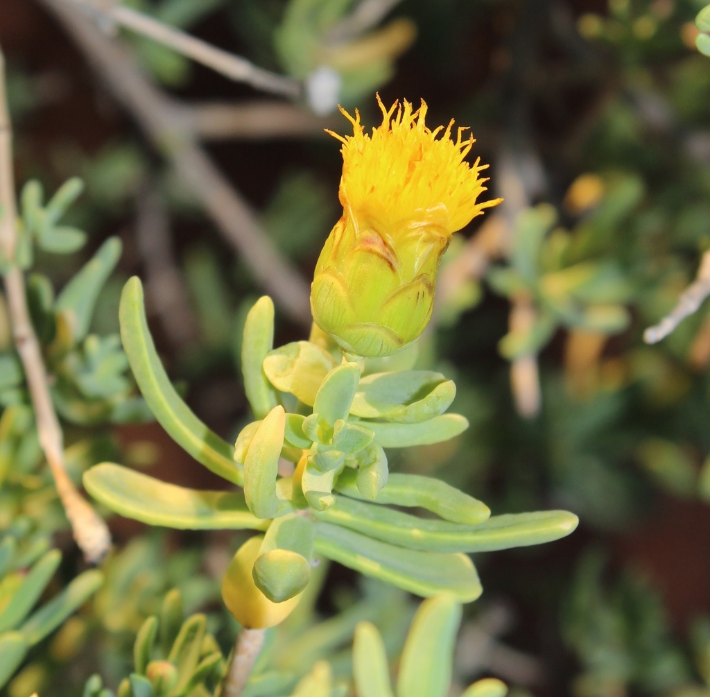 Grey Gumbush