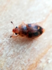 Epuraea imperialis