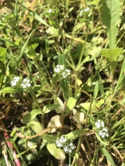 Valerianella locusta