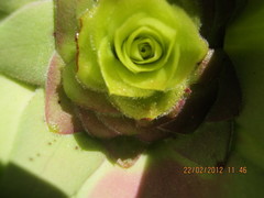 Leucadendron cordatum