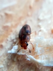Epuraea imperialis