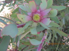 Leucadendron cordatum