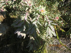Leucadendron cordatum