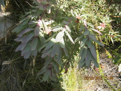Leucadendron cordatum