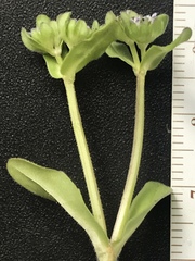 Valerianella locusta