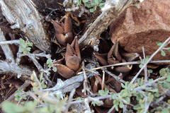 Haworthiopsis tessellata