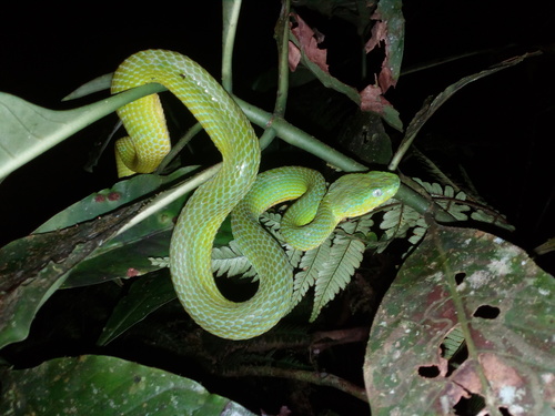 Photo of a Guifarro's Palm Pitviper (Bothriechis guifarroi)