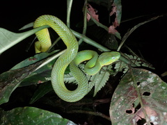 Bothriechis guifarroi