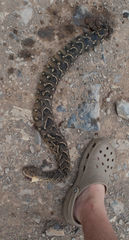 Bitis arietans arietans