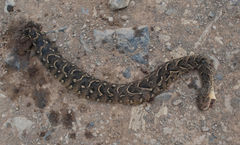 Bitis arietans arietans