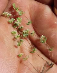 Adenogramma glomerata