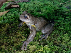Plectrohyla chrysopleura
