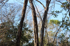 Lepilemur ruficaudatus