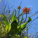 Boyle's Grass Aloe - Photo (c) Suvarna Parbhoo Mohan, some rights reserved (CC BY-NC), uploaded by Suvarna Parbhoo Mohan
